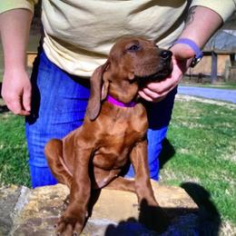 Girl 3 - female Redbone Coonhound puppy in Free Hill, Tennessee from Copelands TN Redbones