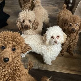 Poodle Puppies from Tiny Red Toy Poodles