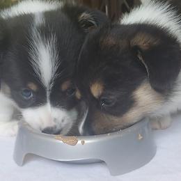 Pembroke Welsh Corgi Puppies from River Run Farm Kennels