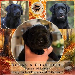 Pink Collar - Black female Labrador Retriever puppy in Fair Oaks, California from Twisted Ranch Retrievers