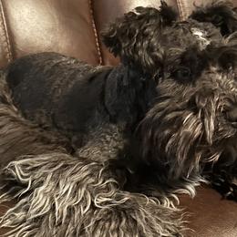 Miniature Schnauzers from Tamika Shelton
