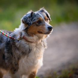 Miniature American Shepherd and Miniature Australian Shepherd All Grown Up from Impression Dogs