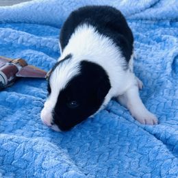Luke Skywalker aka Luke - Black and white male Border Collie puppy in Keller, Texas from Bordercollieblues