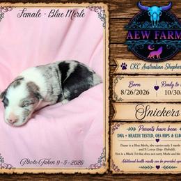 Snickers - Blue merle female Australian Shepherd puppy in Citra, Florida from AEW Farm