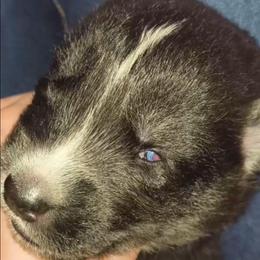 Deisel - Sable and white male Siberian Husky puppy in Richland, Mississippi from Feazell’s Siberian Huskies