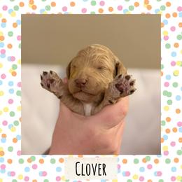 Clover - Cream male Poodle puppy in Surprise, Arizona from Oh Doodles Doodlery