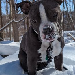 American Bully Puppies from Night Court Bullies