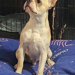 Charlie - Boston Terrier