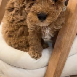 Cavapoo, Cockapoo, Goldendoodle, and Maltipoo Puppies from Perdue Puppies