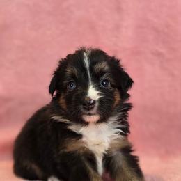 Joan - Black tri female Miniature Australian Shepherd puppy in Reno, Nevada from Battle Born Mini Aussies