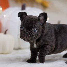 French Bulldog Puppies from Wilson Frenchies