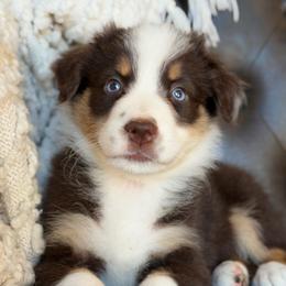 Poncho-has tail-many videos - Red tri-color male Australian Shepherd puppy in Troy, South Carolina from Australian Shepherds of 3/W Farms