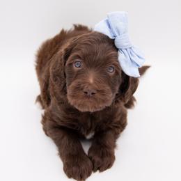 Cinderella - Blue Collar - Chocolate female Labradoodle puppy in Lehi, Utah from Our Little Farm Life Doodles
