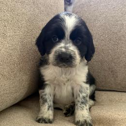 Sinker - Black and white male English Springer Spaniel puppy in Cookeville, Tennessee from Krossroads Kennel