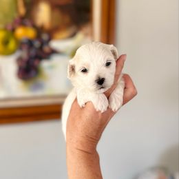 Snowman - White male Maltipoo puppy in West Jordan, Utah from Gem Puppies of Utah