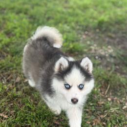 Mascarade - Black and white female Pomsky puppy in Krum, Texas from Paw-Some Pomskies