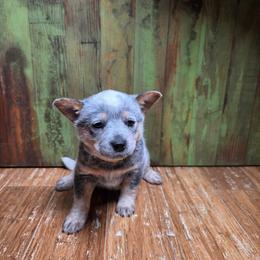 Tan Collar Blue Female - Red speckled female Australian Cattle Dog puppy in Riverton, Utah from Rundown Ranch Cattle Dogs