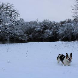 Rowdy - Pembroke Welsh Corgi