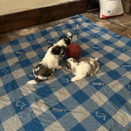 Shih Tzu Puppies from Added family