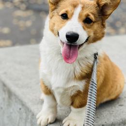 Pembroke Welsh Corgi Puppies from Nunas Corgis