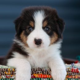 Fern - Black tri-color female Australian Shepherd puppy in Petoskey, Michigan from Hilltop Aussies