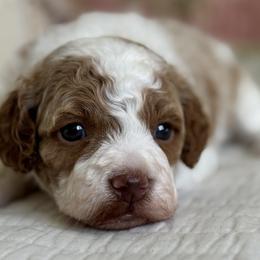 Ethel - Blenheim female Cavapoo puppy in Beckley, West Virginia from By Design Doodles
