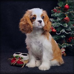Max - Cavalier King Charles Spaniel puppy from Constantin Pups