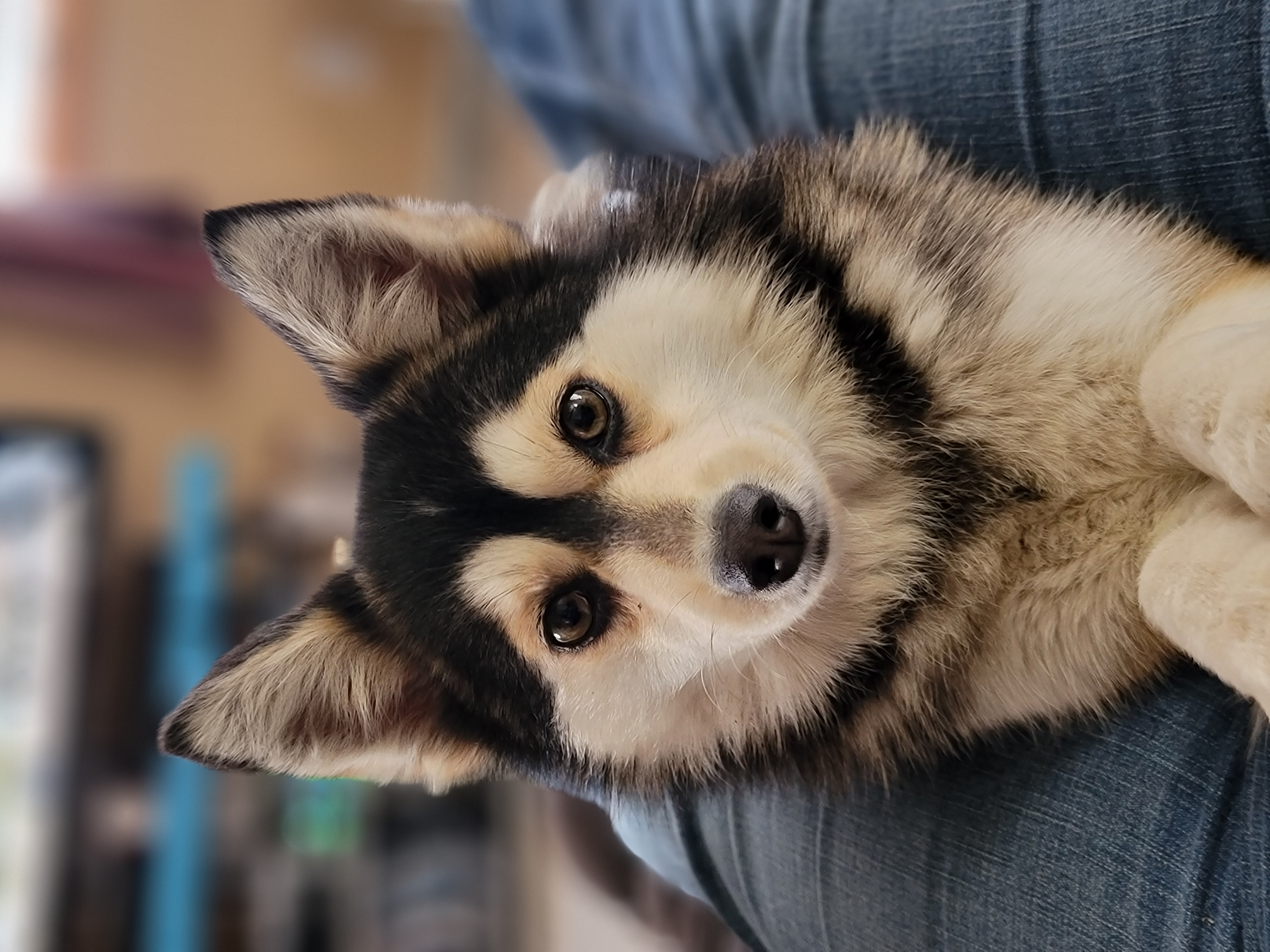 Biscuit - Pomsky