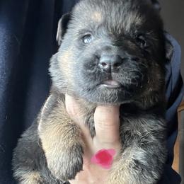 Pink girl - Black and red female German Shepherd puppy in Worthington, Indiana from Aus Gerstbrei German Shepherds