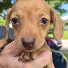 Christine-Red - Red female Dachshund puppy in Frankfort, Kentucky from Gigi's Dachshunds
