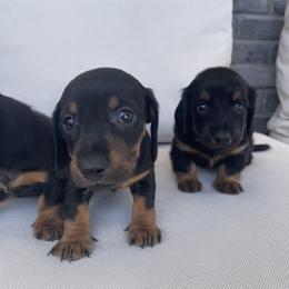 Dachshund Puppies from ozge Nill