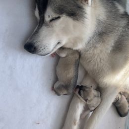 Siberian Husky Puppies from Sassenach Siberians