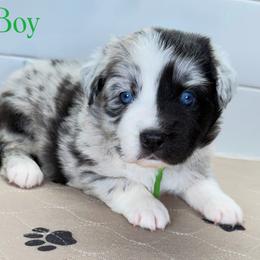 GreenBean - Blue merle male Miniature Australian Shepherd puppy in Newberry, Florida from Southern with Grace Mini Aussies