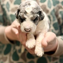 Charlie - Blue merle male Aussiedoodle puppy in Eastman, Georgia from Dood B Ranch