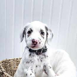 Tie Fighter - White and liver brown male Dalmatian puppy in Gray, Georgia from Fuller Spots