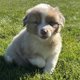 Ash - Red merle male Australian Shepherd puppy in Weston, Idaho from Cedarville Aussies