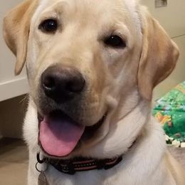 Labrador Retriever All Grown Up from Almost Like Home Services and Breeding