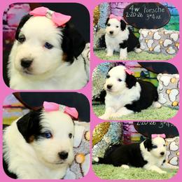 Porsche - Black tri female Toy Australian Shepherd puppy in Levelland, Texas from Once Upon a Time Aussies