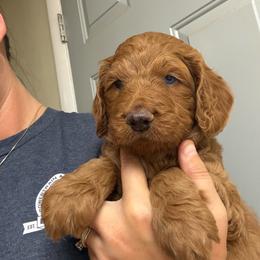 Grey Collar - Red  male Goldendoodle puppy in Winchester, Tennessee from Mahaffey’s Doodles