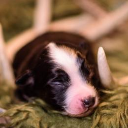 Parker - Black tri male Miniature Australian Shepherd puppy in Romney, West Virginia from South Branch Mini Aussies