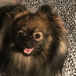 Pomeranians from Black Hills Pomeranians
