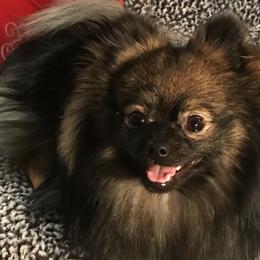 Pomeranians from Black Hills Pomeranians