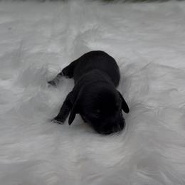 Black and Tan Smooth Girl - Black and tan female Dachshund puppy in Killeen, Texas from Southern Dachshunds