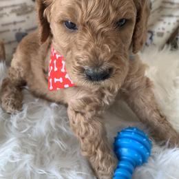 Goldendoodle Puppies from Goldendoodle Baby