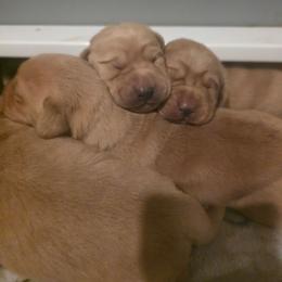 Girl 1 - Yellow female Labrador Retriever puppy in Lenore, Idaho from Sunny Skies Retrievers