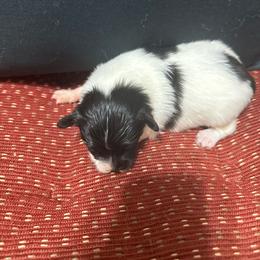 Male 3 - White black and tan male Papillon puppy in Benton, Arkansas from Mama's Pride Poms and Paps