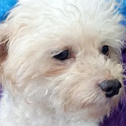 Penelope - Maltipoo