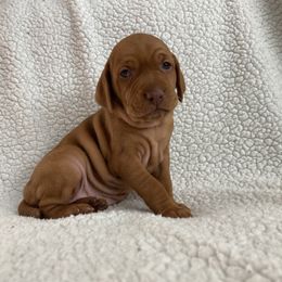 Vizsla Puppies from Valor Vizsla's