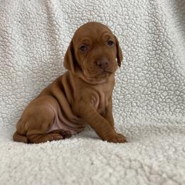 Vizsla Puppies from Valor Vizsla's