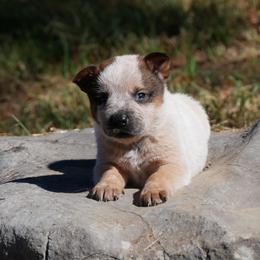 Fester - Red mottled male Australian Cattle Dog puppy in Buffalo Valley, Tennessee from Buffalo Valley Breeders